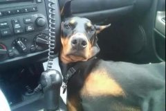 開車載狗雖拉風，背后的安全隱患你又知多少？