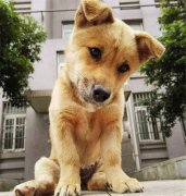 你眼中的土狗，它是我的家人！