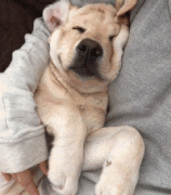 狗狗這么愛我怎么辦？