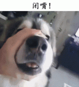 自從養(yǎng)了狗，撿屎官們就多了這些口頭禪……