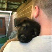 世界上最深厚的感情，排在第一位的竟是狗狗對(duì)