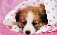 主人在狗狗心中的位置，從它睡覺位置就能看出