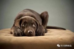 超過(guò)半數(shù)的狗狗都害怕去寵物店？原因竟是...