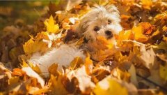 氣溫驟變，謹記寵物保暖誤區！ 華興寵物食品