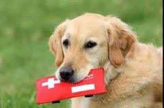 狗狗突然休克？7個急救辦法可以救你的狗! 華興