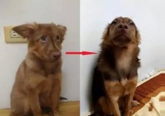 狗知道自己是狗嗎？