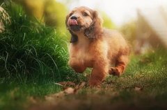 帶狗出門的五大注意事項(xiàng)，做個(gè)合格的養(yǎng)犬人